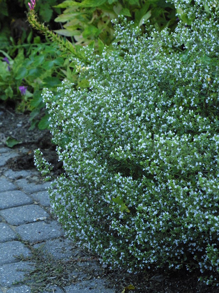 Calamintha nepeta