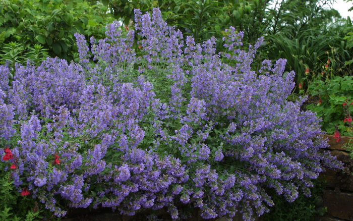 Walkers Low catmint