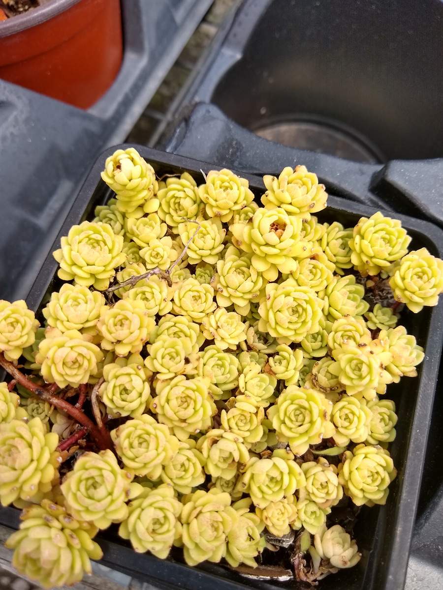 Appalachian sedum