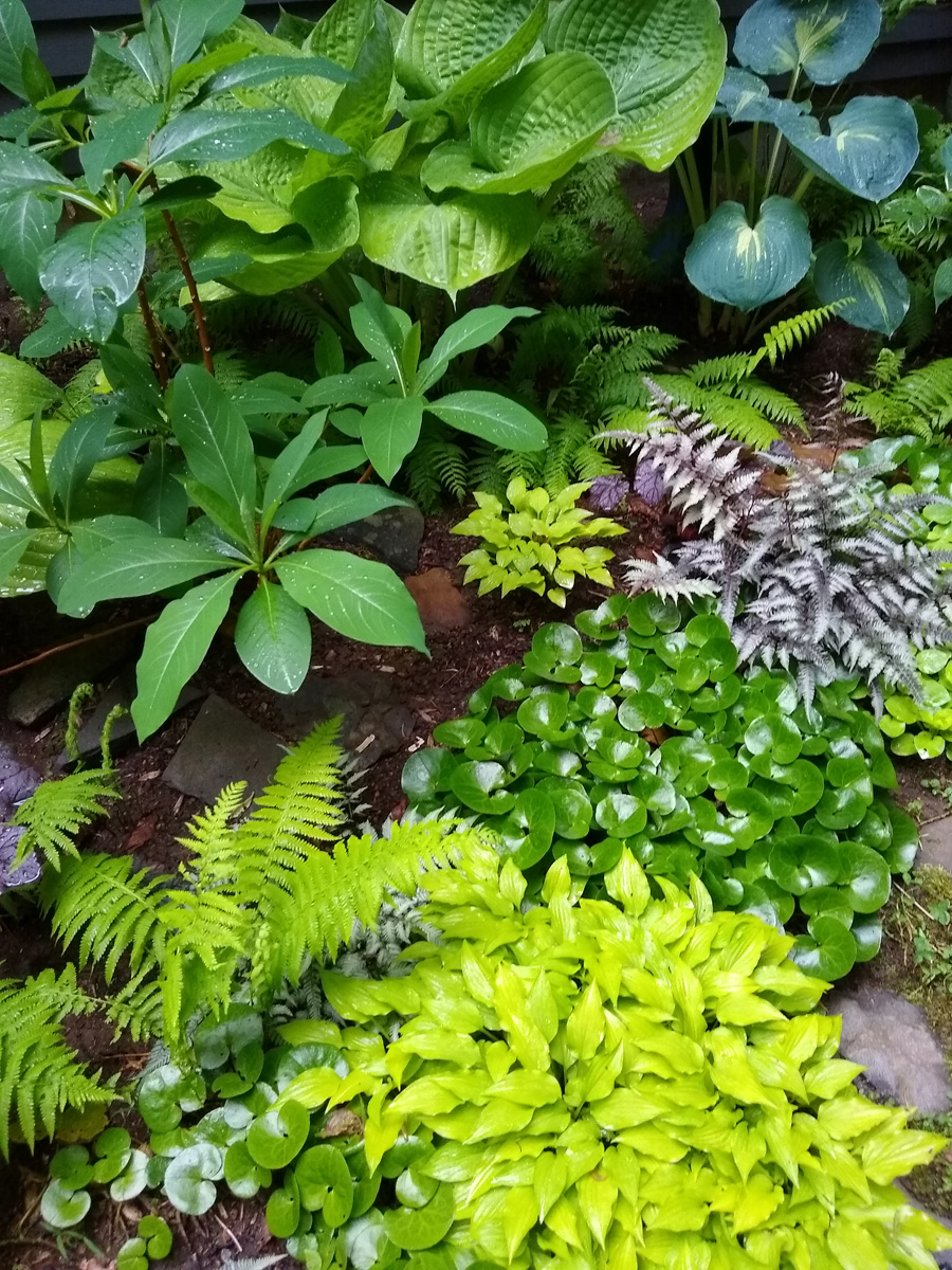 European wild ginger in Danielle’s garden