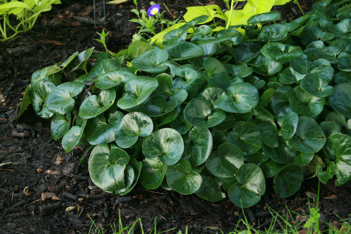 European wild ginger