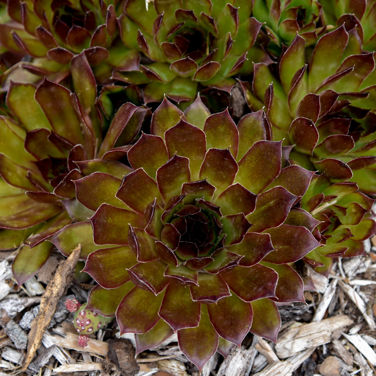 ‘Black’ hens and chicks (Sempervivum 'Black', Zones 4-9)