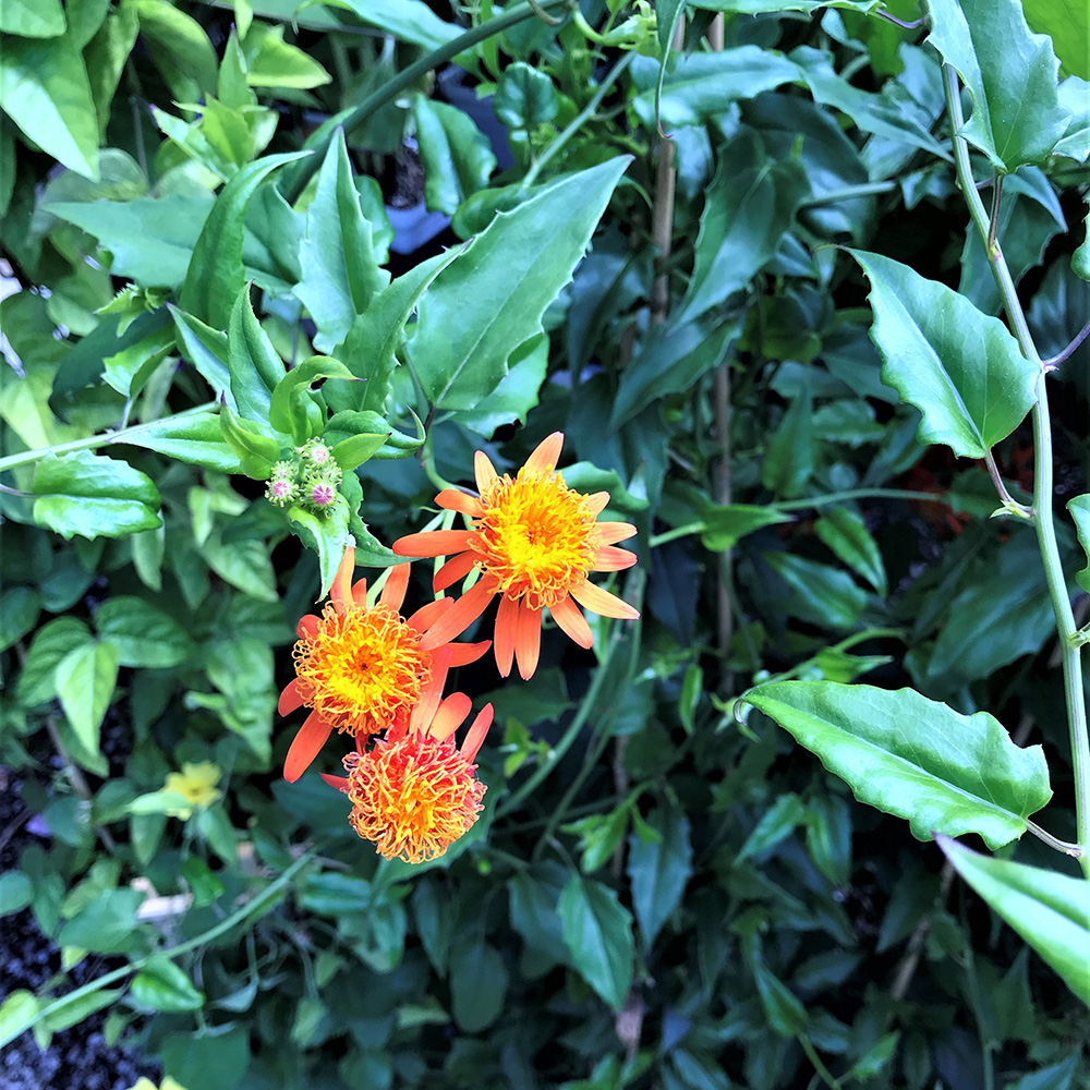 Tree Peony seeds Archives - Twining Vine Garden