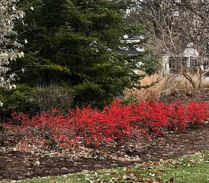 Red Sprite winterberry