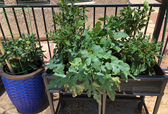 growing veggies in containers