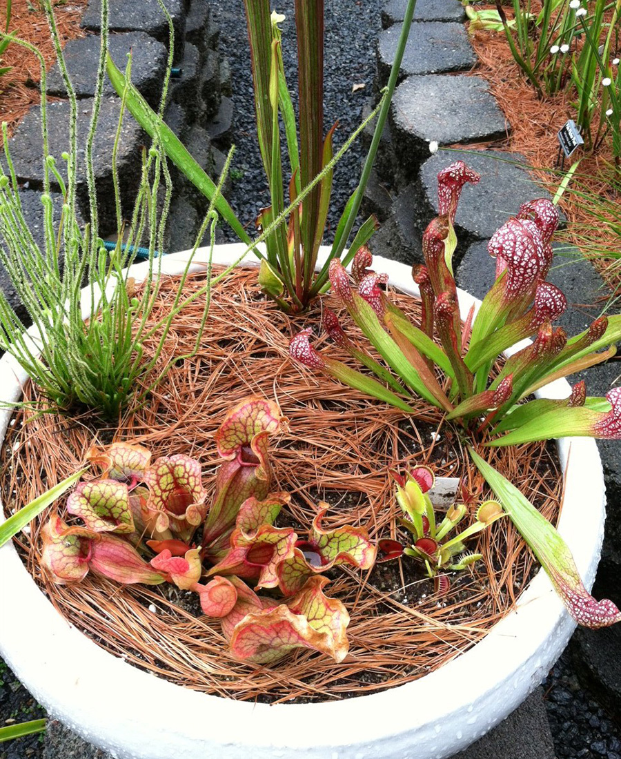  8 Pieces Carnivorous Plant Venus Fly Trap Feeding