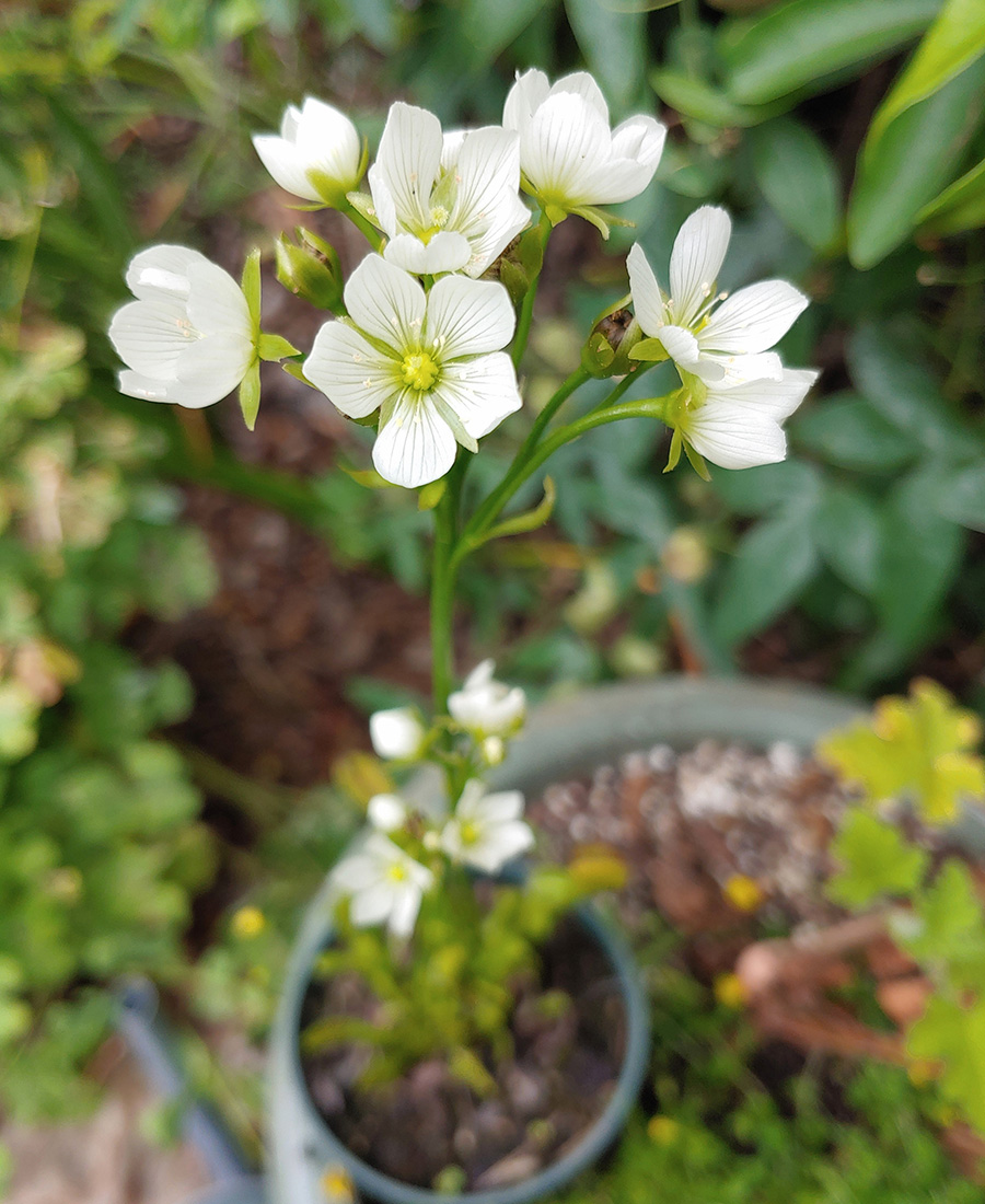 Venus flytrap flowers