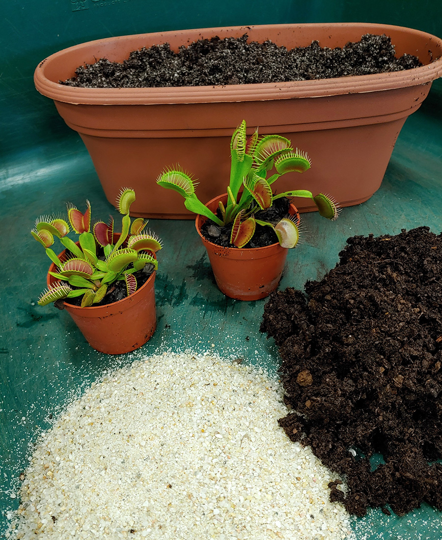 Potting venus on sale fly trap