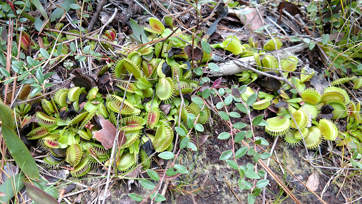 Venus Fly Traps - Wentworth Greenhouses