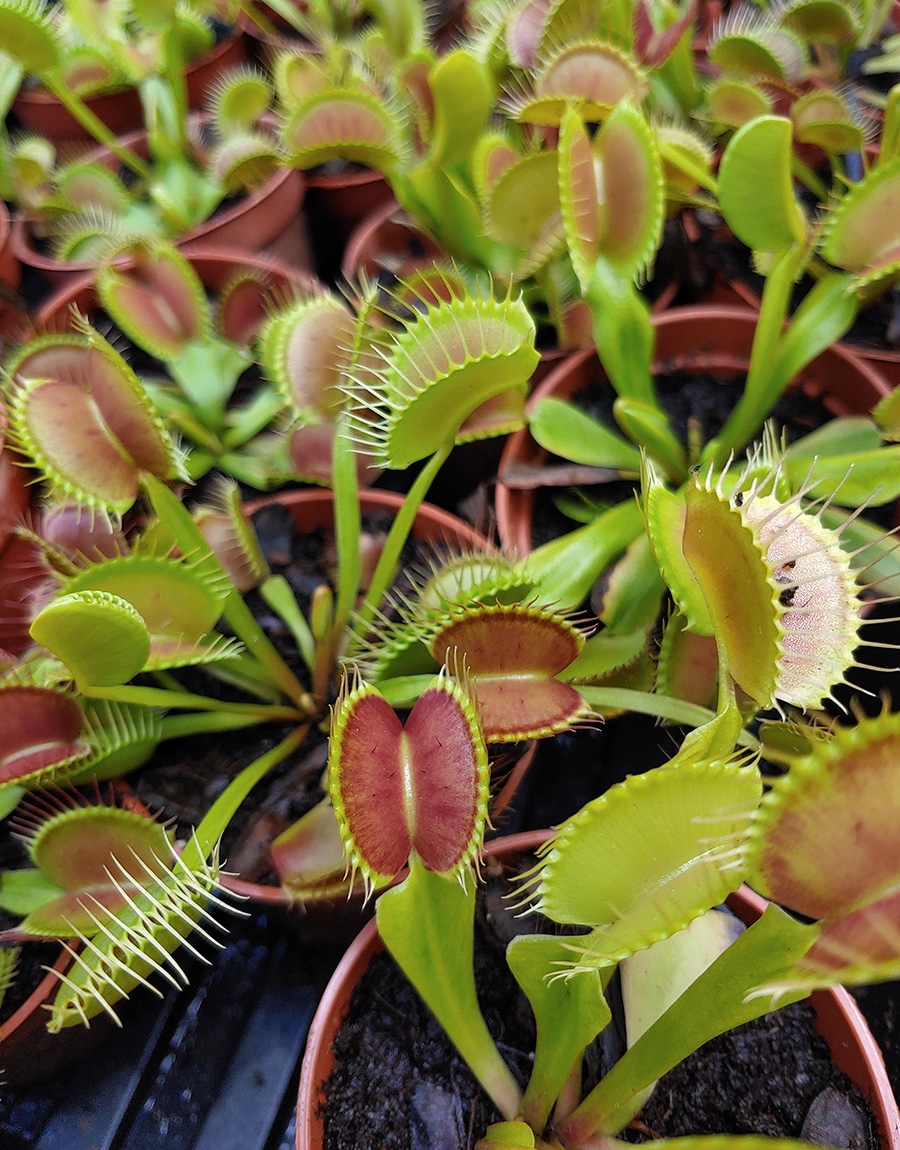 24時間限定Dionaea muscipula very dark red clone ディオネアマスシプラ ハエトリソウ ハエトリグサ 食虫植物 その他