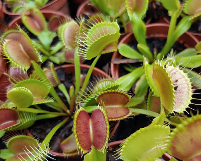 Venus fly trap could be SC's official carnivorous plant