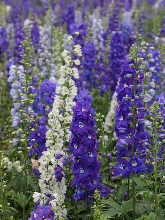 Delphiniums