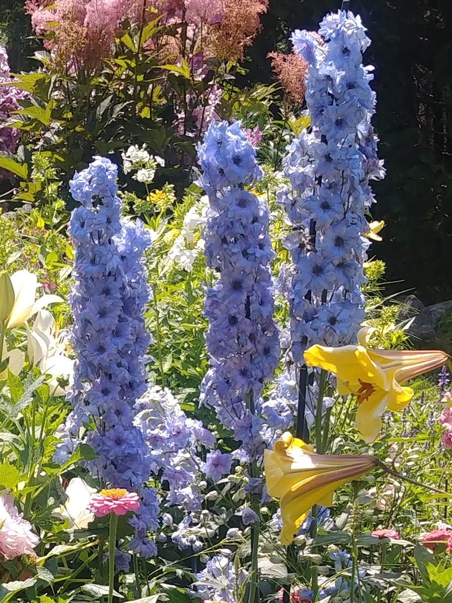 Image of Delphiniums late summer container color