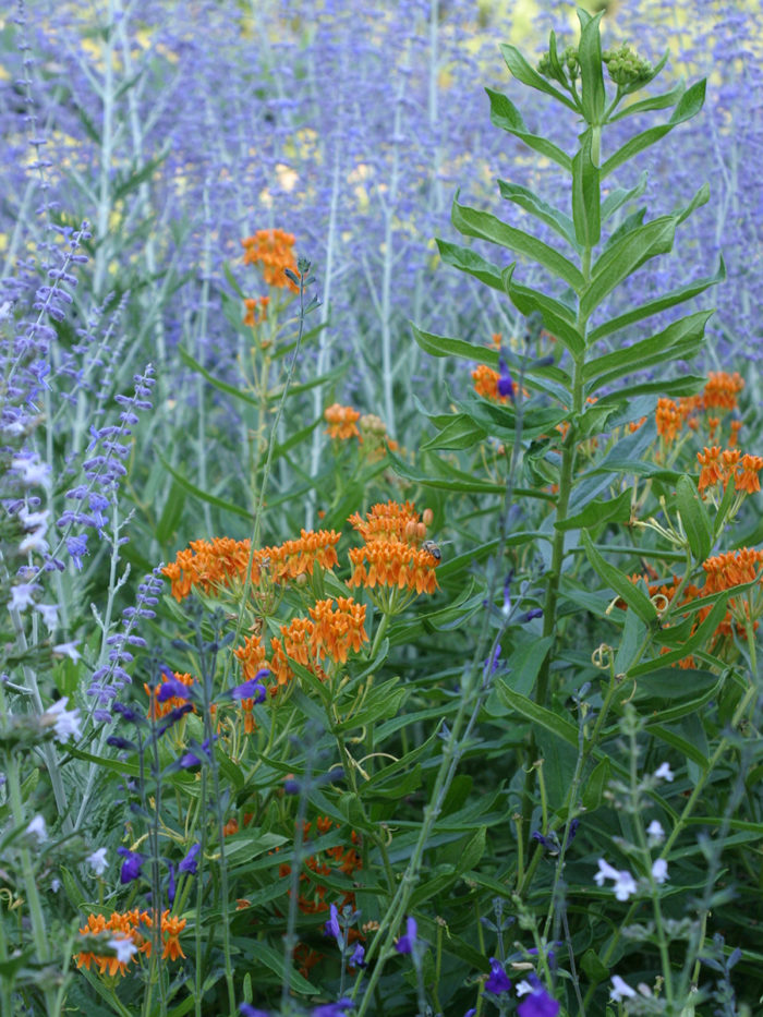 Butterfly weed