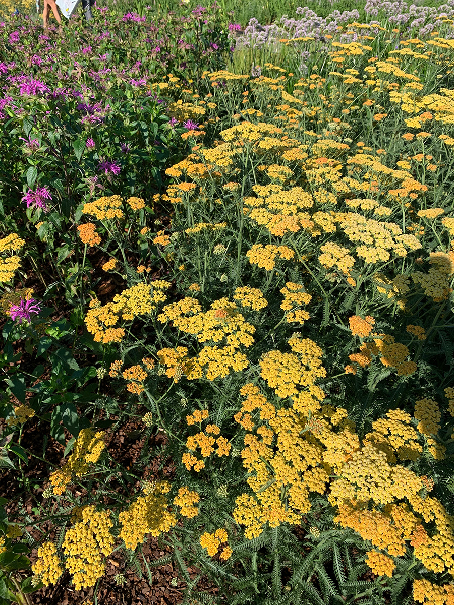 Yarrow