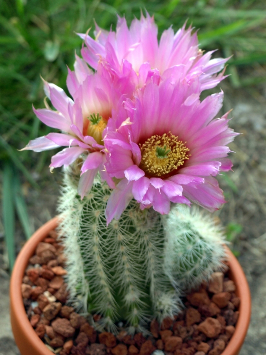 Echinocereus reichenbachii