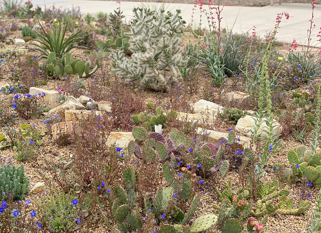 Cactaceae, cactus flower, cactaceae, grass, cactus png