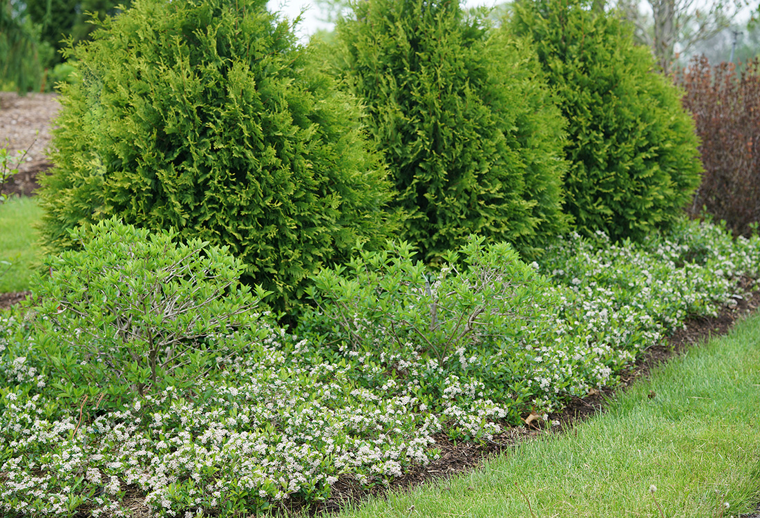 Ground Hog aronia hedge