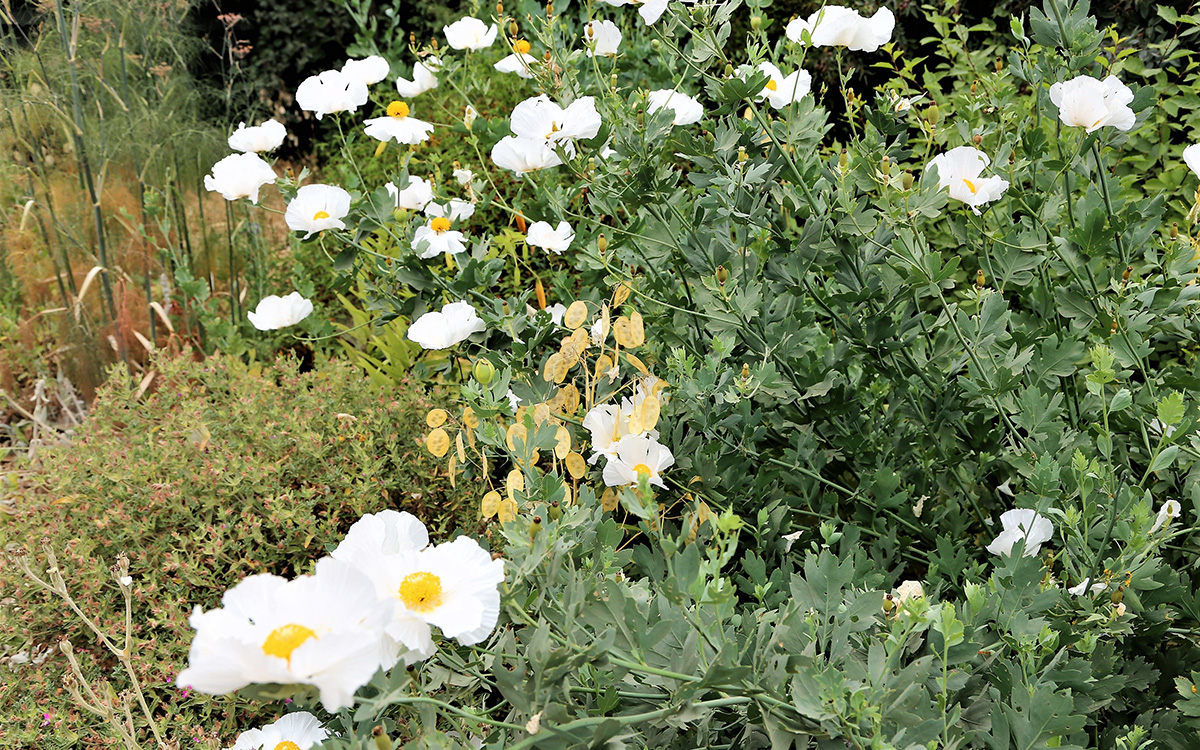 California tree poppy