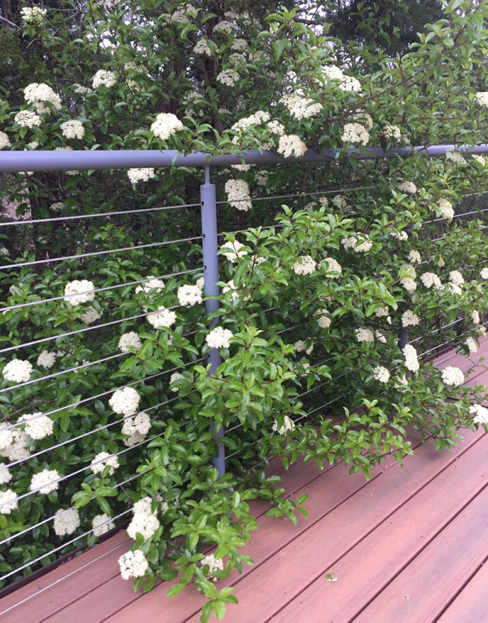 Rusty blackhaw viburnum