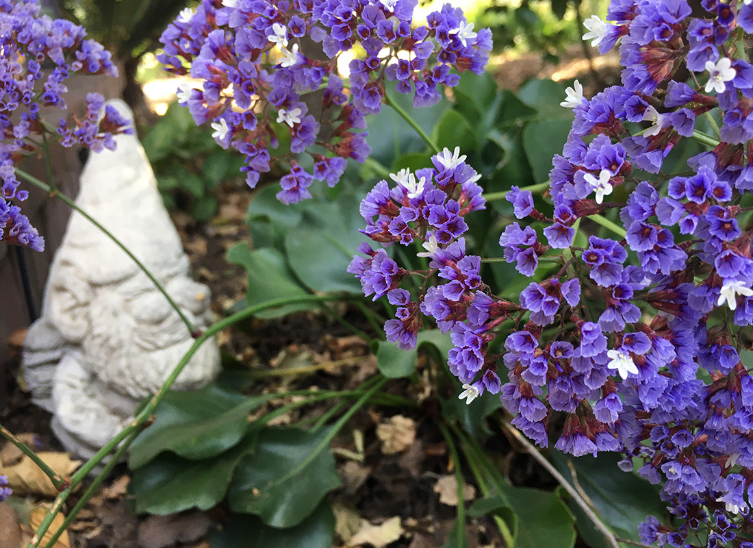 sea lavender