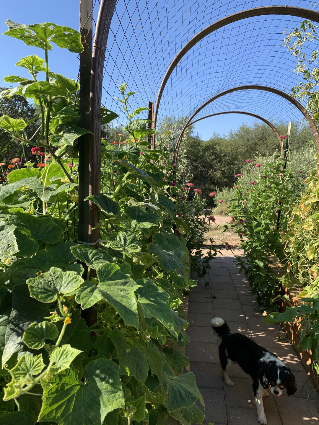 cucumber vines