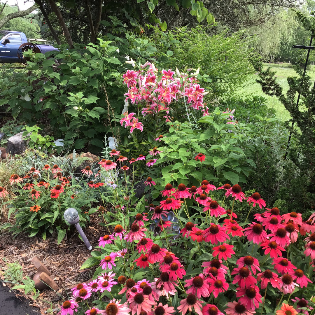 coneflowers in the garden