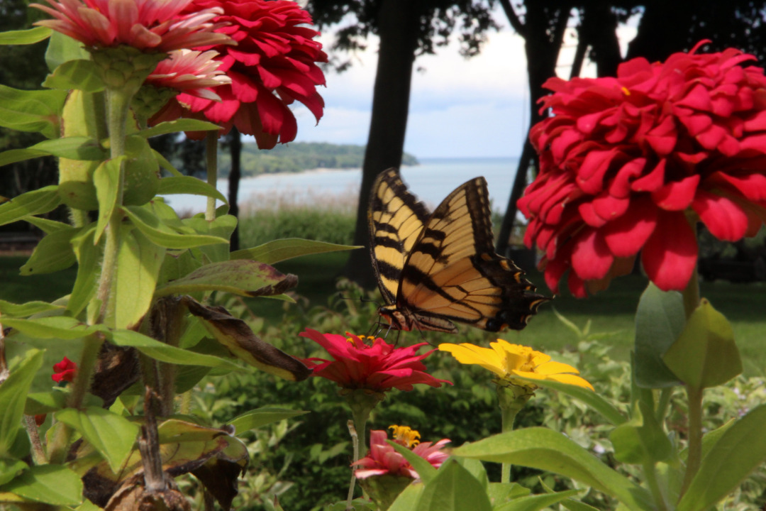 swallowtail butterfly