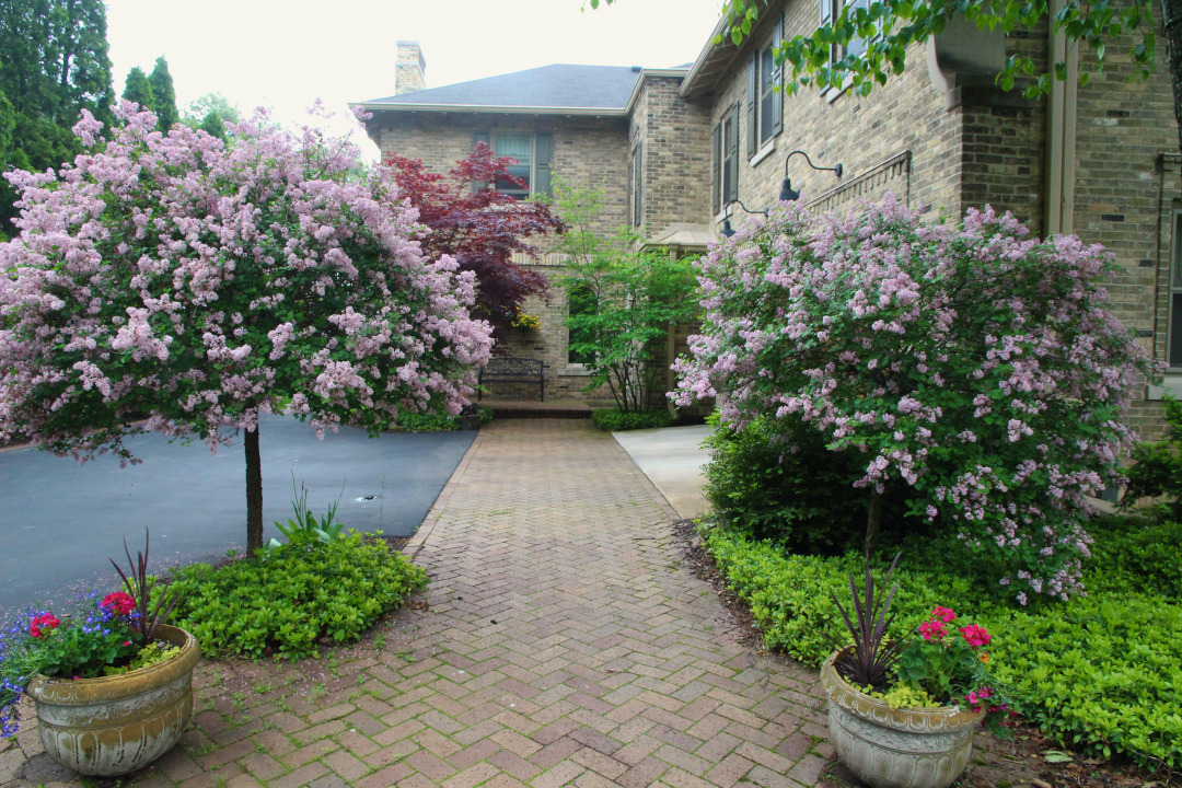 lilac shrubs