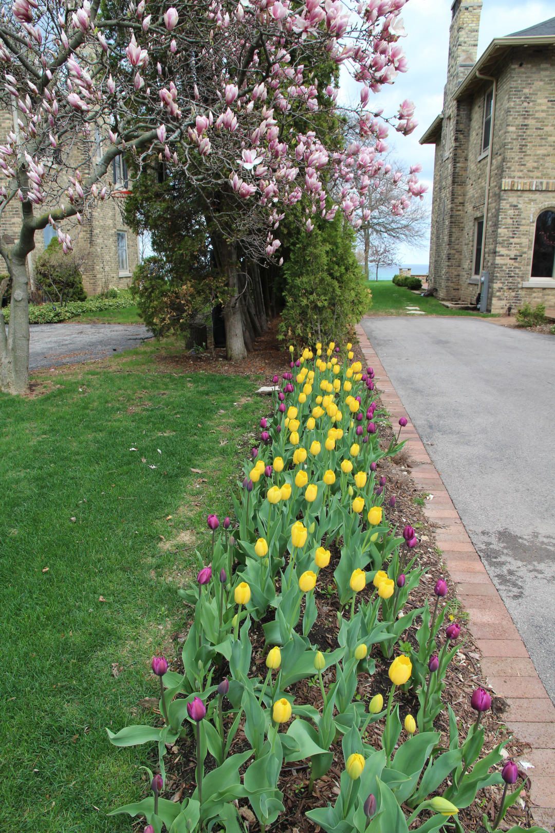 Tulips