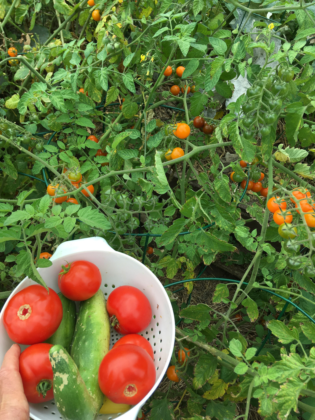 Tomatoes and cucumbers