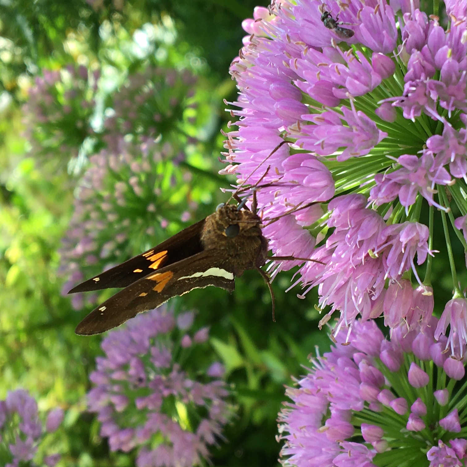 Silver-spotted skipper