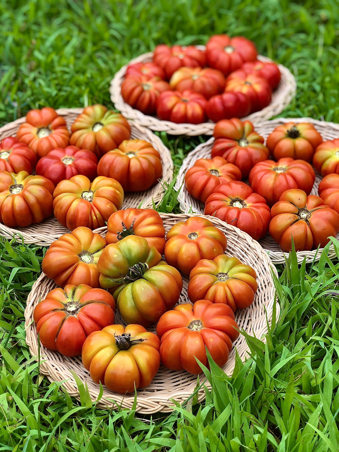 Costoluto Fiorentino tomato