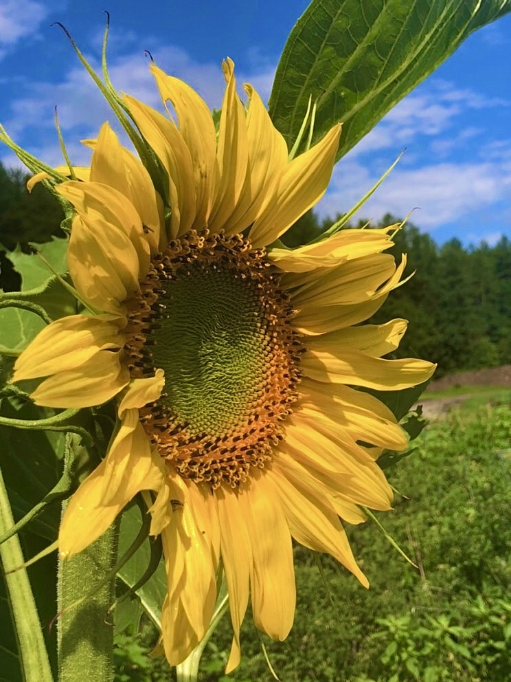 sunflower