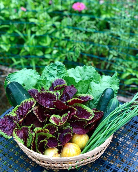 amaranth greens