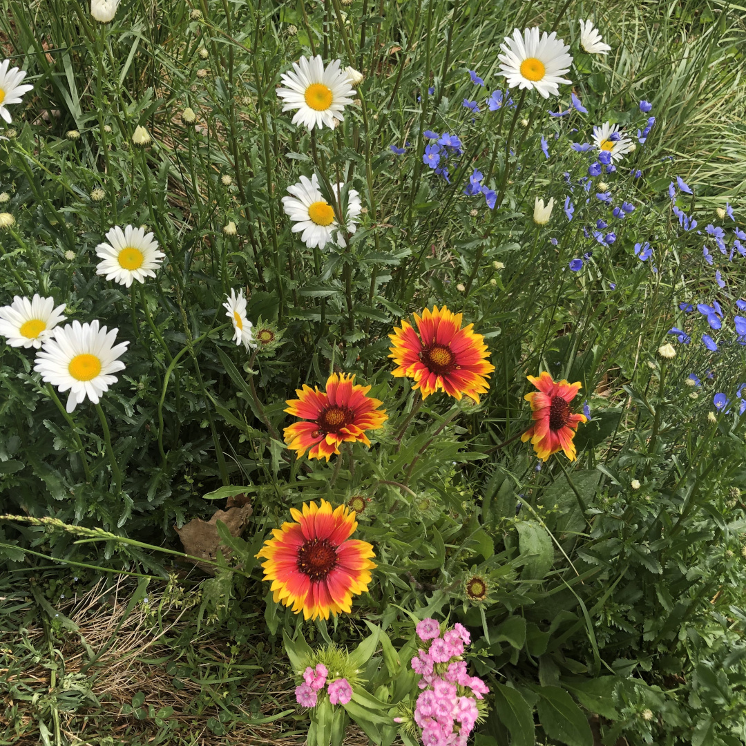 white daisies