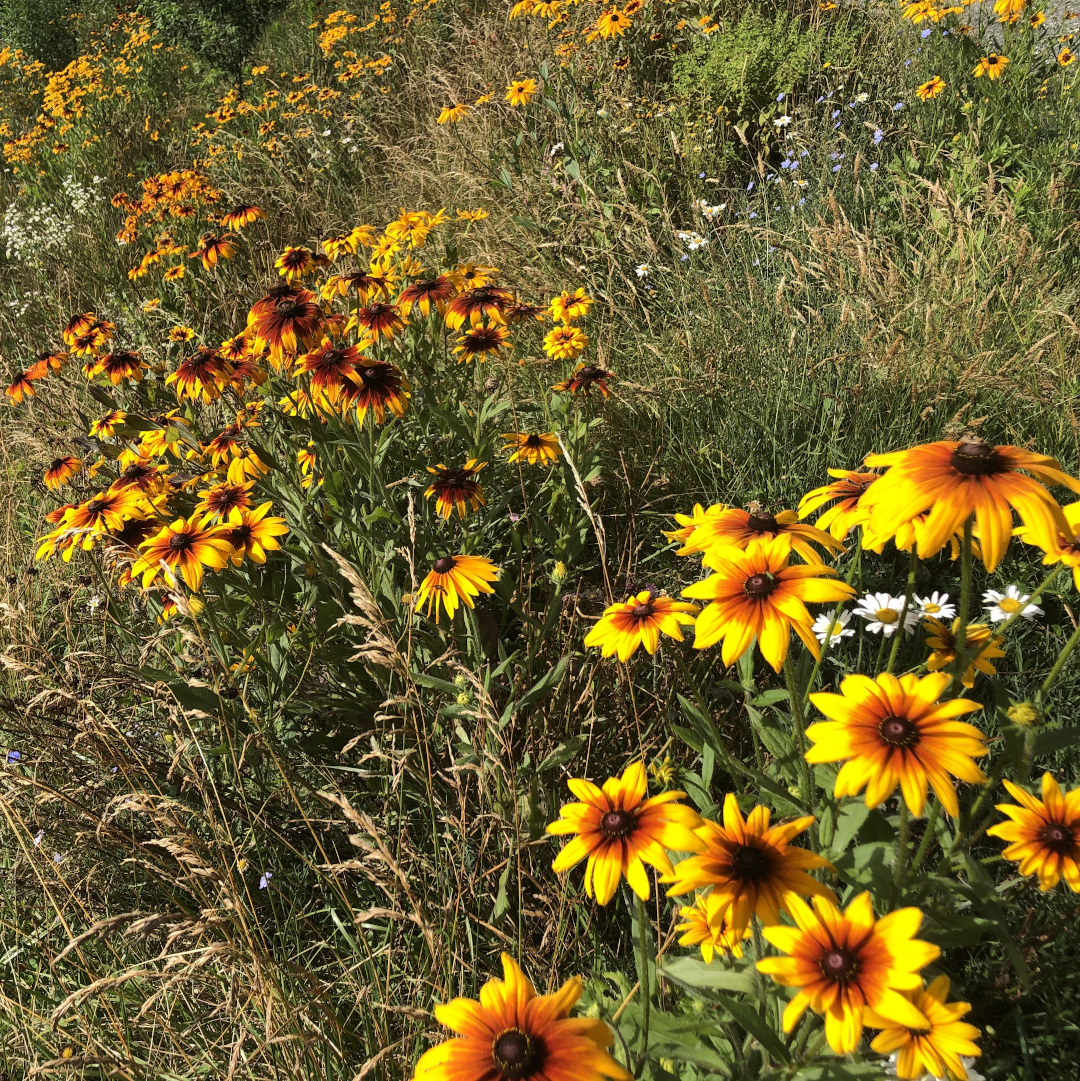 rudbeckia