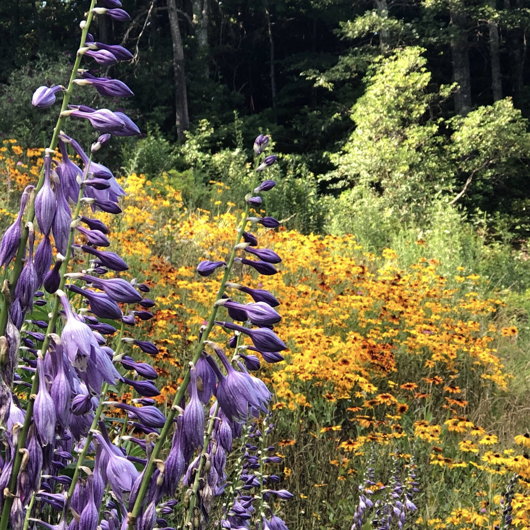 hosta blooms