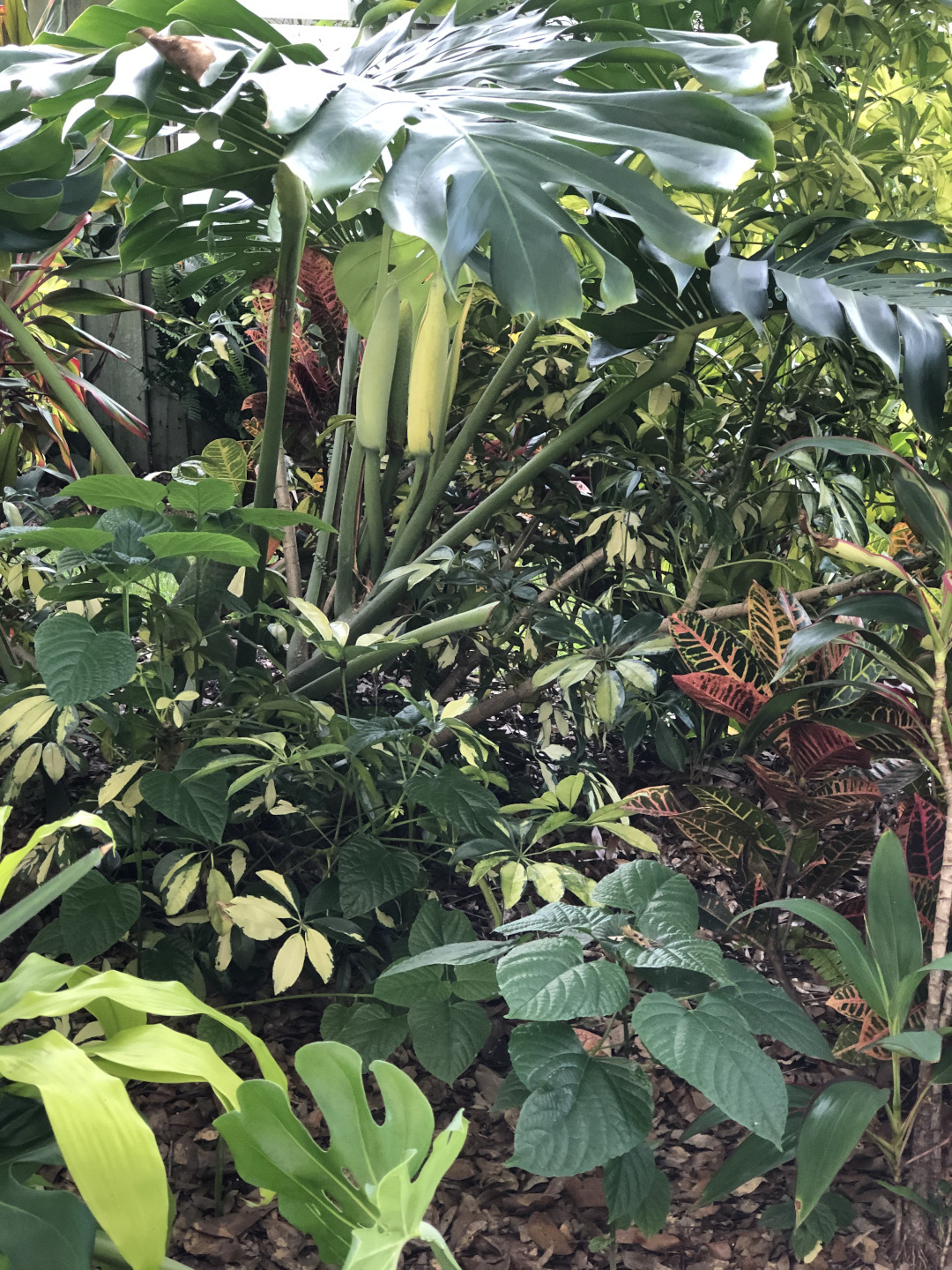 Florida-Style Foliage - FineGardening