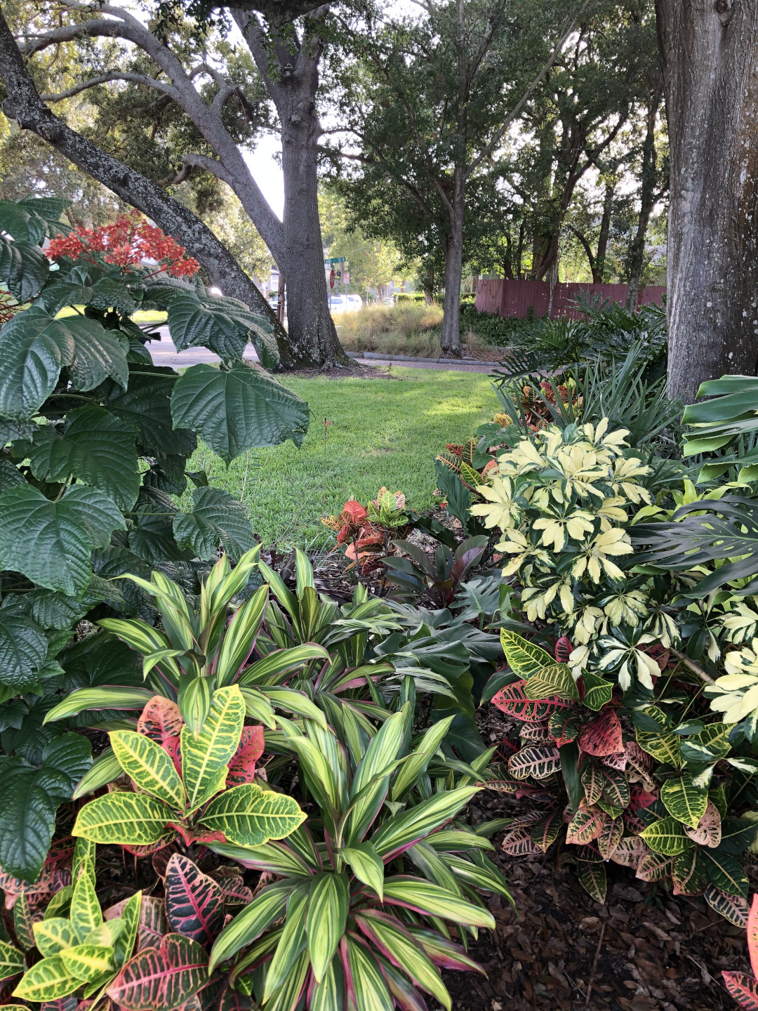 colorful foliage plants