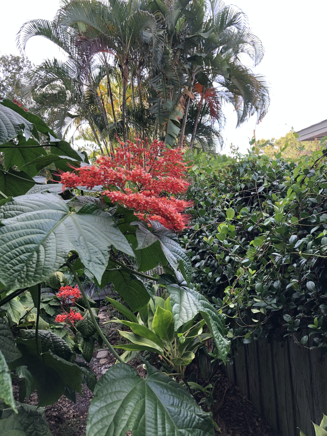 Chinese pagoda clerodendrum