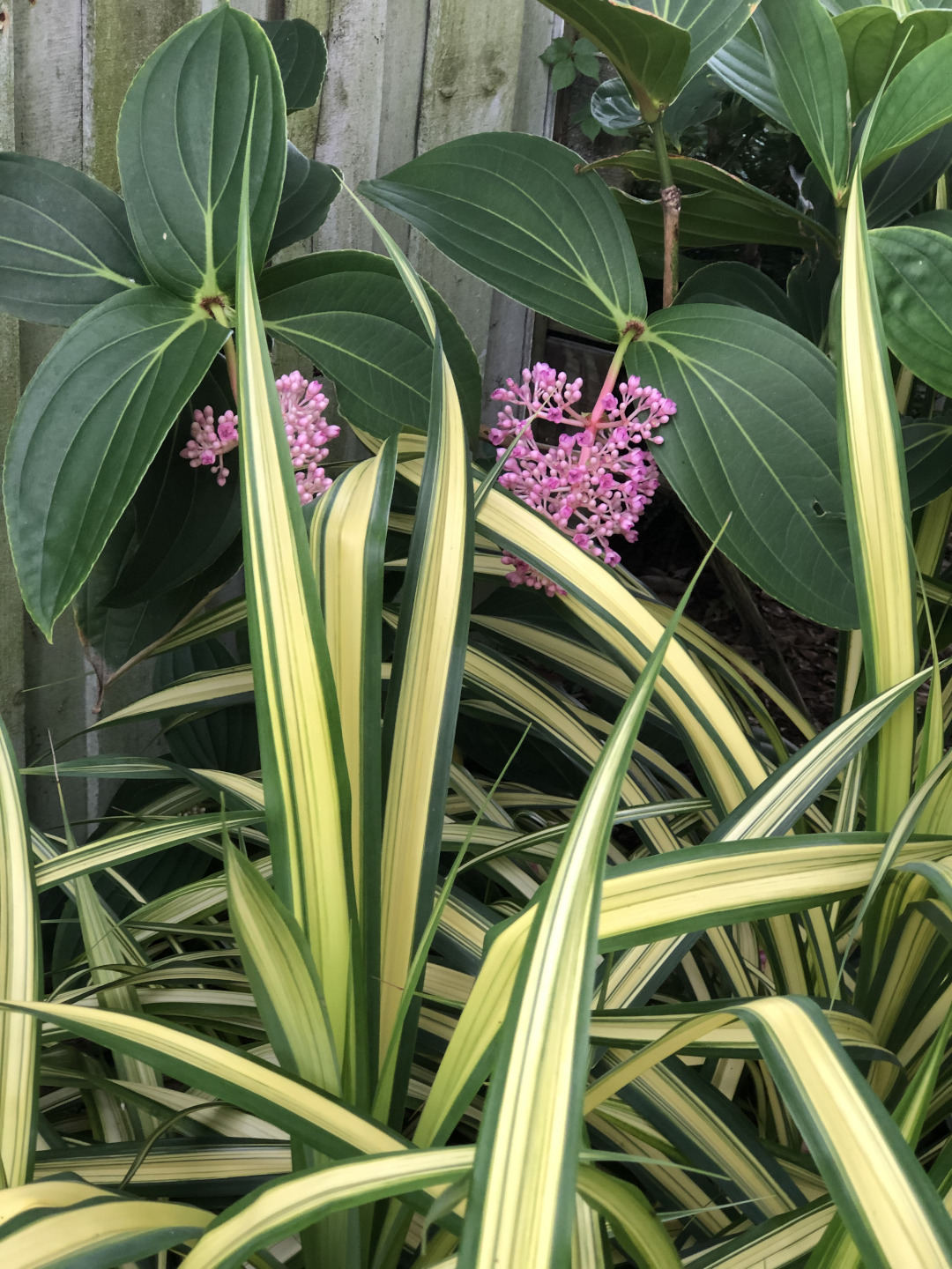 Variegated pandanus