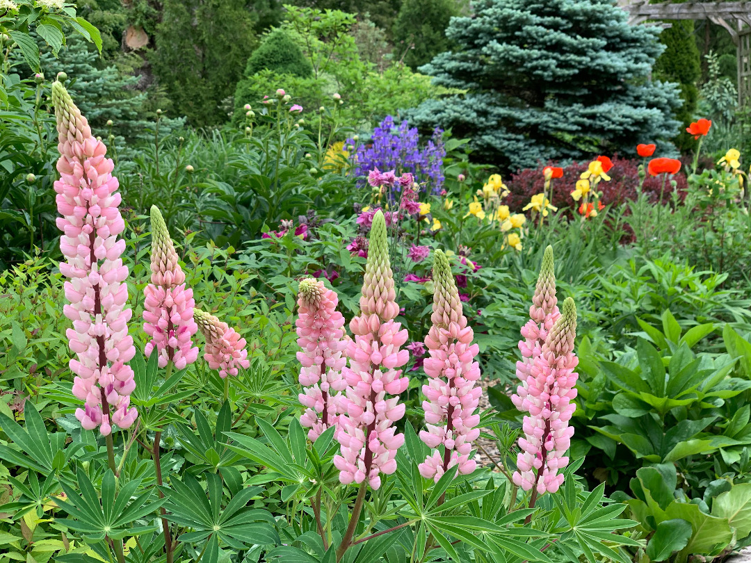 Pink lupines