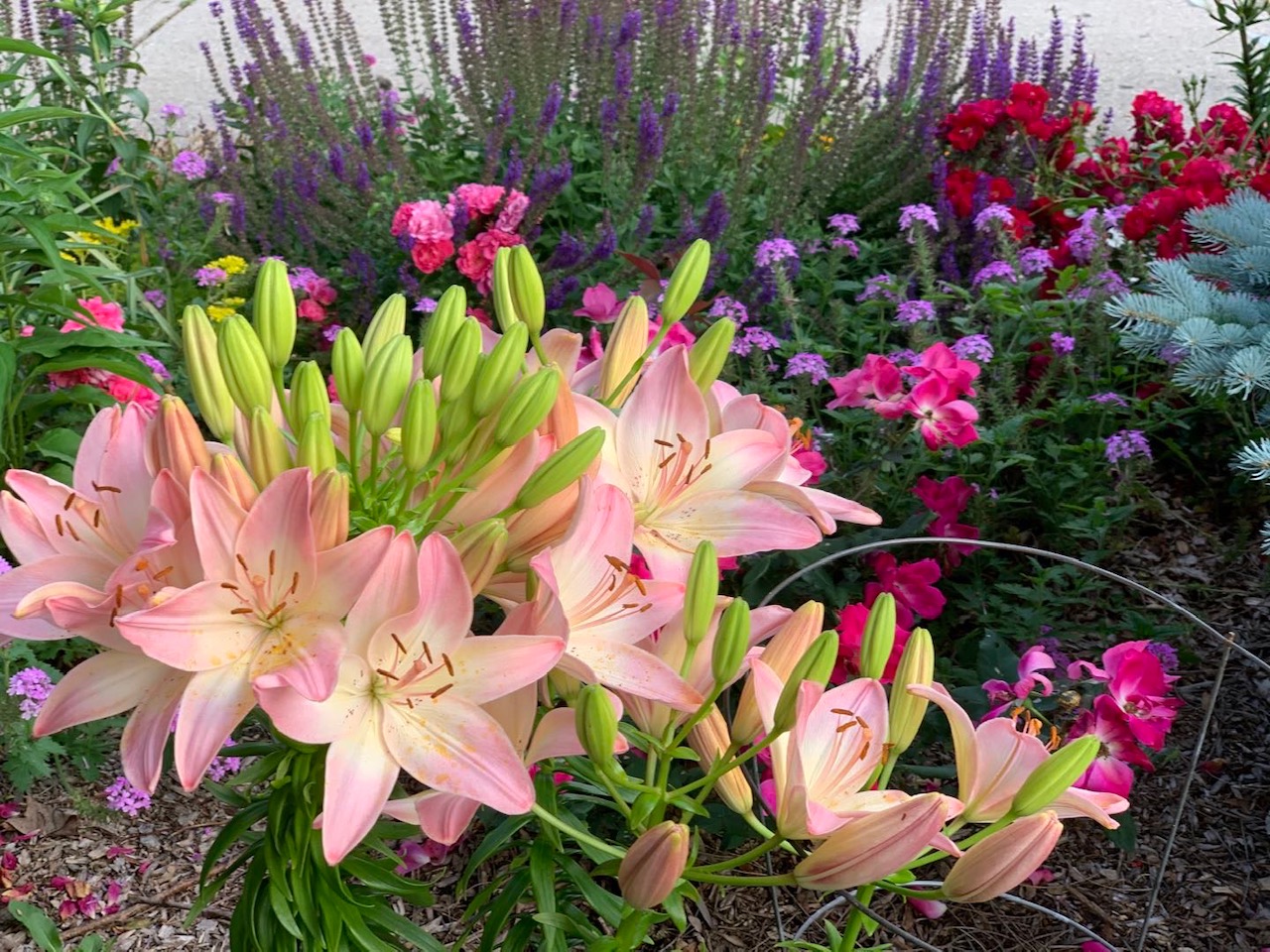 asiatic lilies