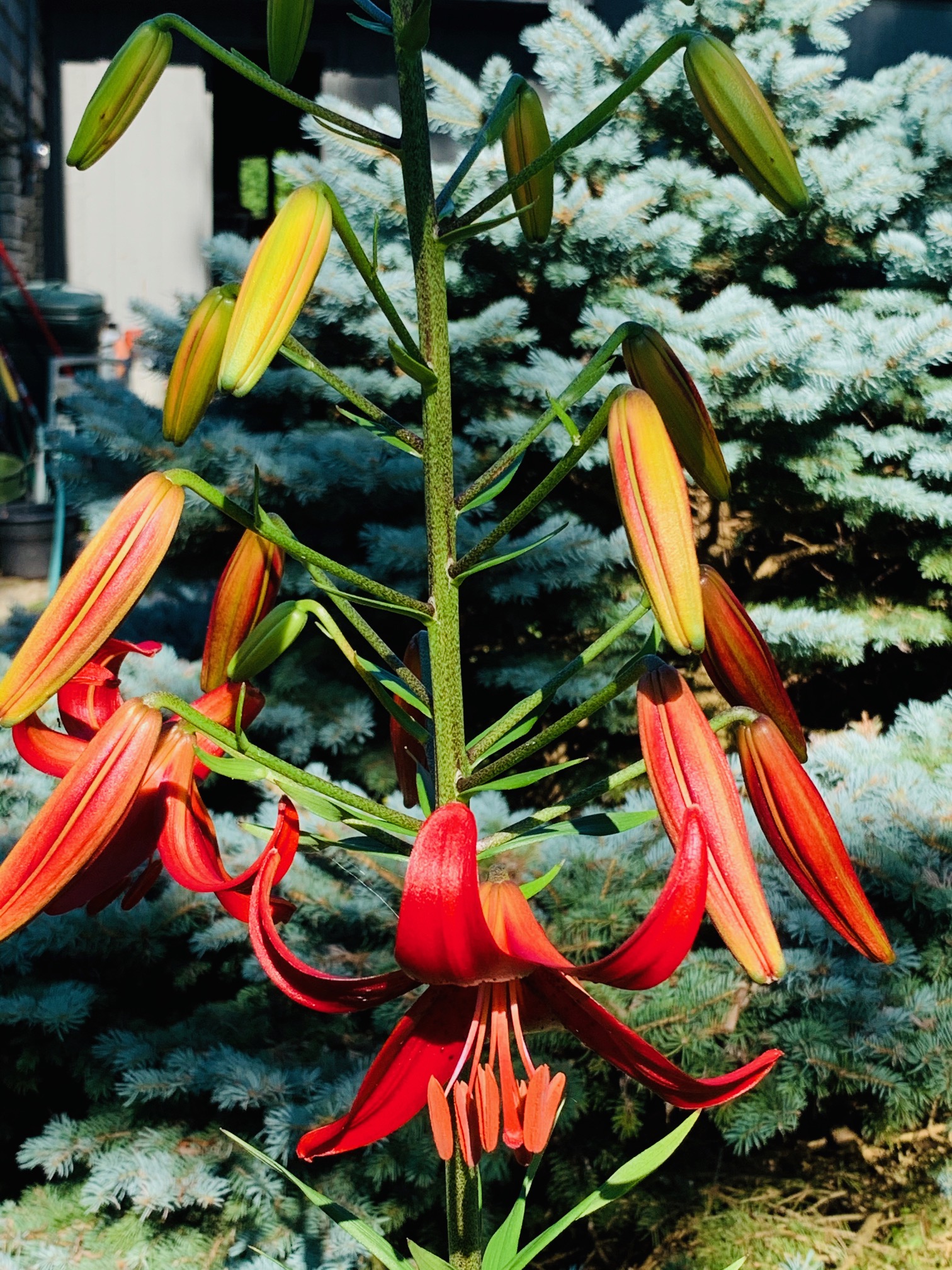 spire of lily flowers