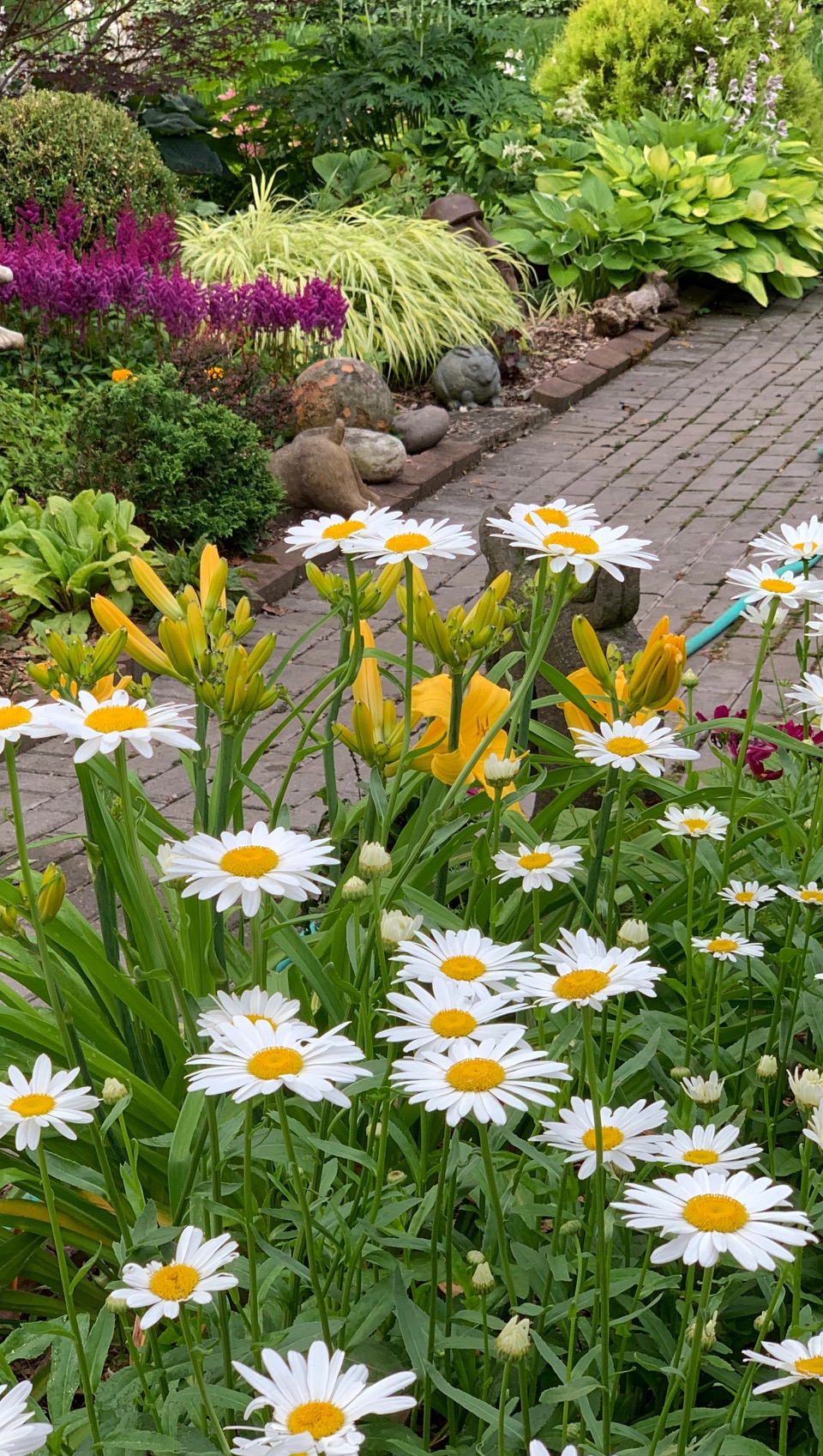 Leucanthemum