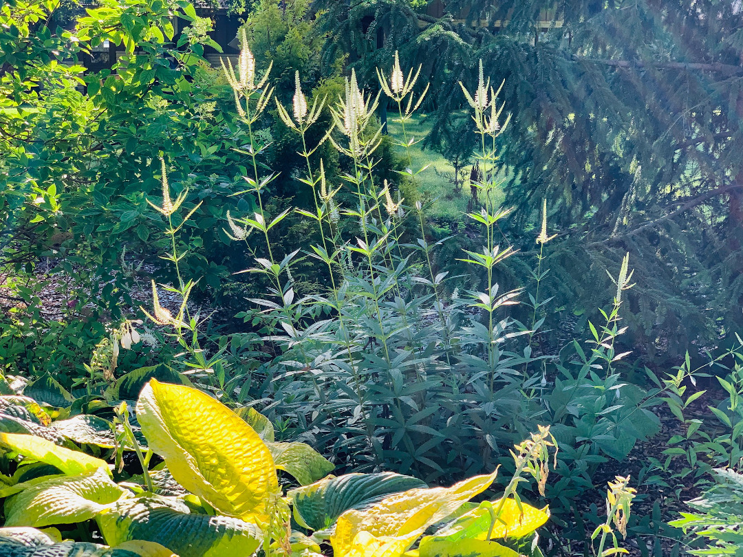 Veronicastrum virginicum