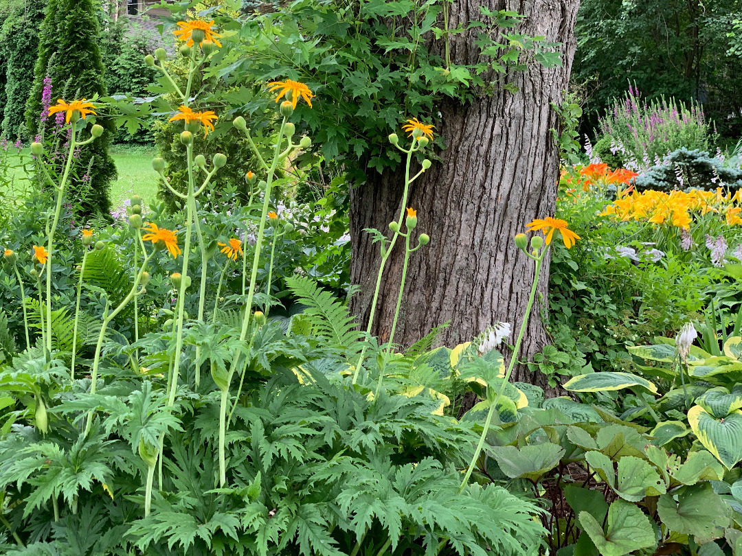 Ligularia japonica