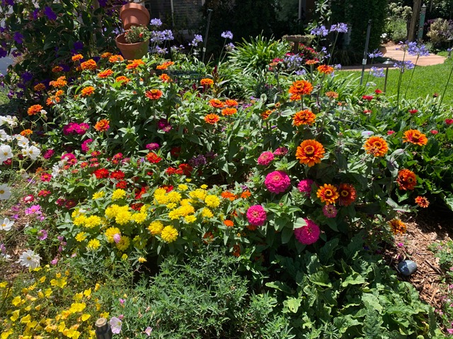 Top 10 Flowers to Grow in San Diego - Grangetto's Farm & Garden Supply