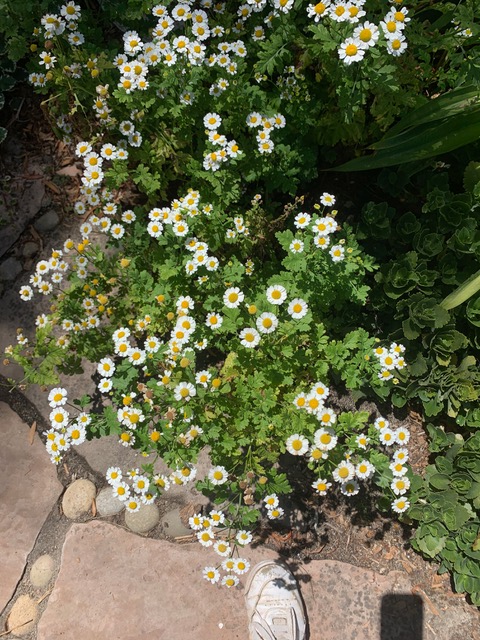 Feverfew